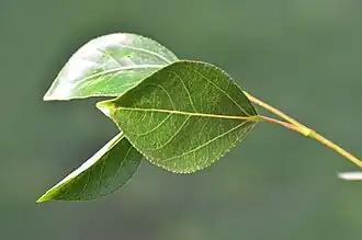 Description de l'image Peuplier de Berlin (Palaiseau 14).JPG.