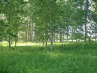 La plantation de peupliers.