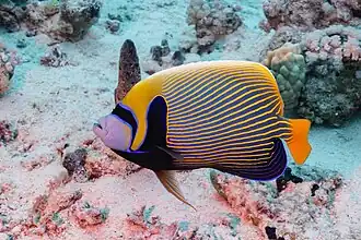 Exemplaire dans la mer Rouge (Egypte)