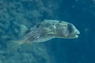 Diodon holocanthus.