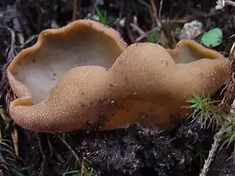 Description de cette image, également commentée ci-après