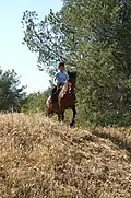 Pratique en loisir avec un poney français de selle.