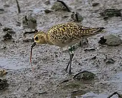 Photographie d'un Pluvier fauve dans la vase, penché vers le sol, extirpant un ver avec son bec.