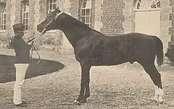 Photographie de profil d'un cheval tenu en main par un homme.