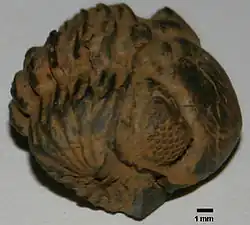 Phacops rana&nbsp;(en), un trilobite du Dévonien.