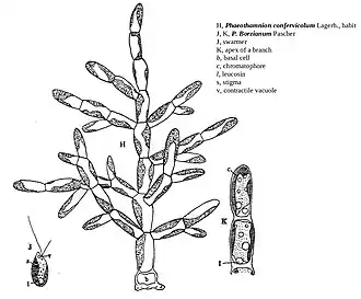 Description de l'image Phaeothamnium F-E-Fritsch 1935.jpg.