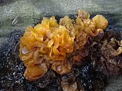 Tremella foliacea