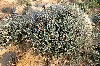 Description de l'image Phagnalon rupestre kz6.jpg.