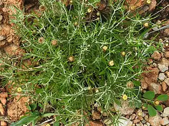 Description de cette image, également commentée ci-après