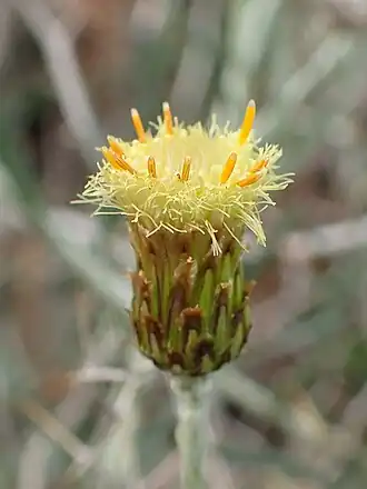 Description de l'image Phagnalon saxatile kz02.jpg.