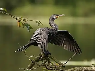 Cormoran vigua (Phalacrocorax brasilianus).