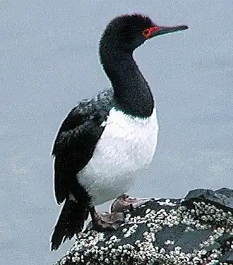 Cormoran de Magellan (Phalacrocorax magellanicus)