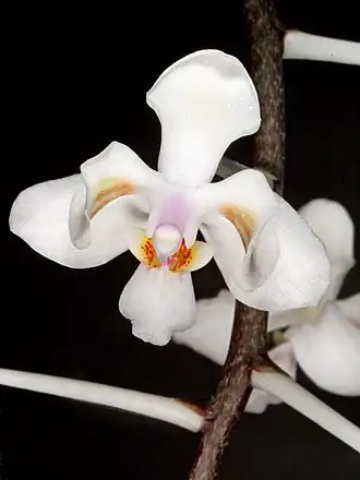 Description de l'image Phalaenopsis celebensis Orchi 206-1.jpg.
