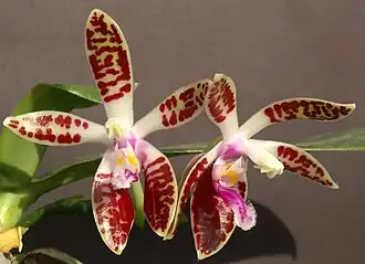 Description de l'image Phalaenopsis corningiana Orchi 958.jpg.