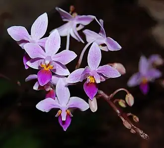 Description de l'image Phalaenopsis equestris.jpg.
