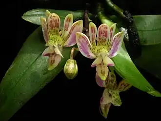 Description de l'image Phalaenopsis minus.jpg.