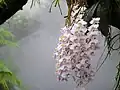 Phalaenopsis philippinensis cultivée dans une serre de type “maison de brume”.