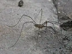 Phalangium opilio, un faucheux (Opiliones)