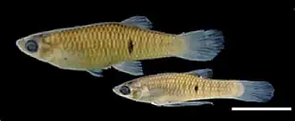 Description de l'image Phalloceros harpagos (female above and male below).jpg.