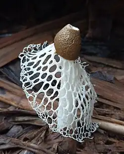 Phallus atrovolvatus