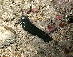 Phanerophthalmus minikoiensis