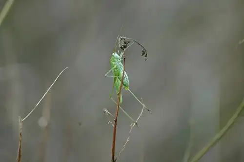 Phaneroptera falcata femelle au repos, étendant souvent les pattes postérieures vers l'arrière.