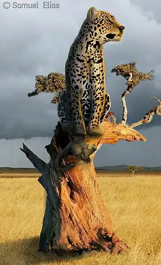 Description de l'image Phanteraoncamesembrina0174.jpg.