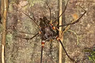 Description de cette image, également commentée ci-après