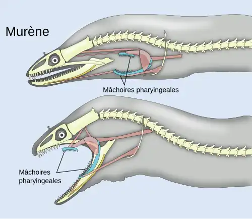 Schéma d'une murène fermant puis ouvrant ses mâchoires ; on voit ses mâchoires pharyngiennes.