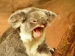 koala ouvrant la gueule et criant