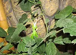 Phasme en train de dévorer sa mue de chitine.