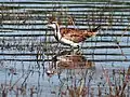 Jacana à longue queue, en livrée ordinaire, hors période de reproduction