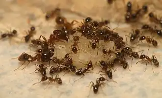 Description de l'image Pheidole megacephala feeding 2.JPG.