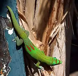Phelsuma laticauda