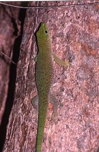 Description de l'image Phelsuma kochi.jpeg.