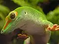 Phelsuma madagascariensis