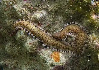 Un polychète caractéristique : un « ver de feu » (genre Pherecardia)