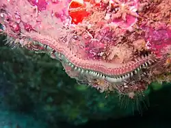 Pherecardia striata à Hawaii.