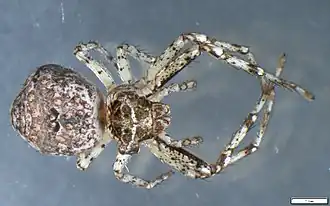 Description de cette image, également commentée ci-après