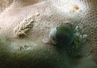 Phestilla minor (couple avec ponte)