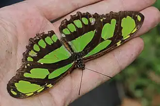 Description de l'image Philaethria diatonica (Nymphalidae- Heliconiinae- Heliconiini) (24279949535).jpg.