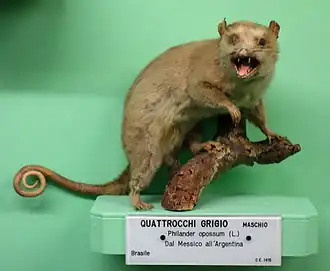 Description de l'image Philander_opossum_-_Museo_Civico_di_Storia_Naturale_Giacomo_Doria_-_Genoa,_Italy_-_DSC02974.JPG.