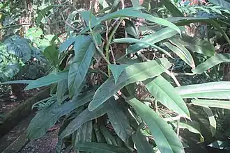 Description de l'image Philodendron burle-marxii G.M.Barroso.jpg.