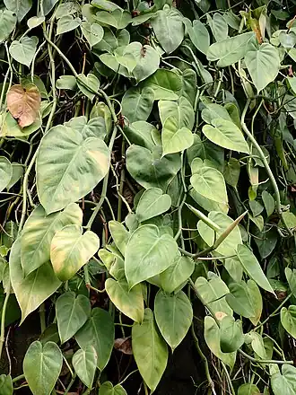 Description de l'image Philodendron hederaceum kz01.jpg.
