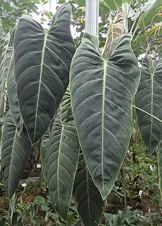 Description de l'image Philodendron melanochrysum kz02.jpg.