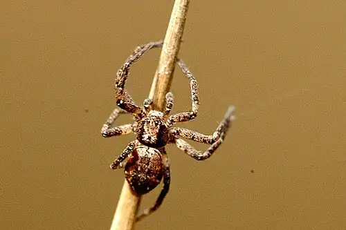 Philodromus cespitum ♂