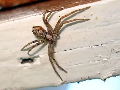 Philodromus cespitum