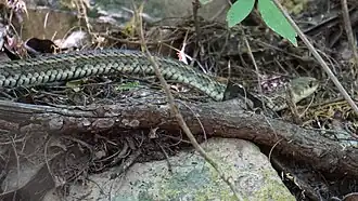 Description de l'image Philodryas varia.jpg.