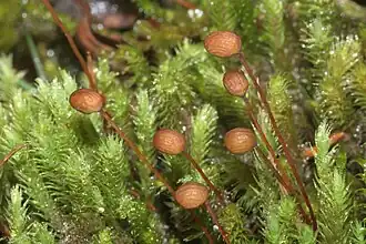 Description de l'image Philonotis calcarea (b, 145031-474543) 5107.JPG.