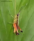 Acridide ou acridien Phlaeoba antennata